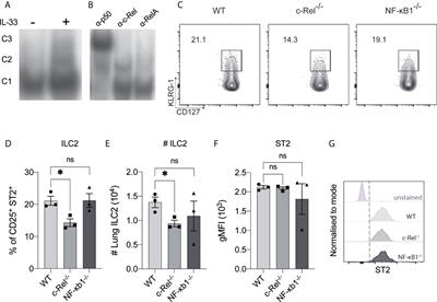 c-Rel Is Required for IL-33-Dependent Activation of ILC2s